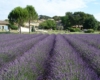 Mas de la Rose, Chambre d'hôtes de luxe à Orgon proche de St Remy de Provence, Adresses Exclusives